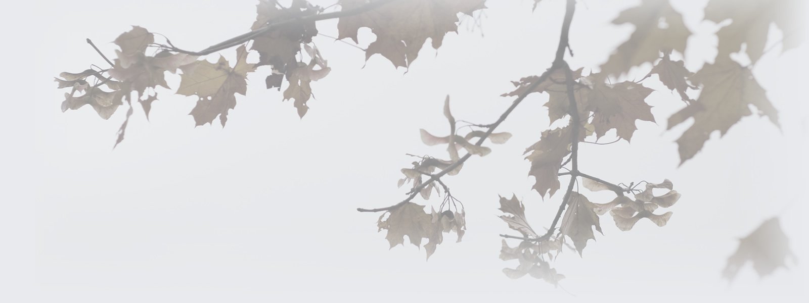 this image numbr 2 is cached to get the best experience with phone, tablet and all devices